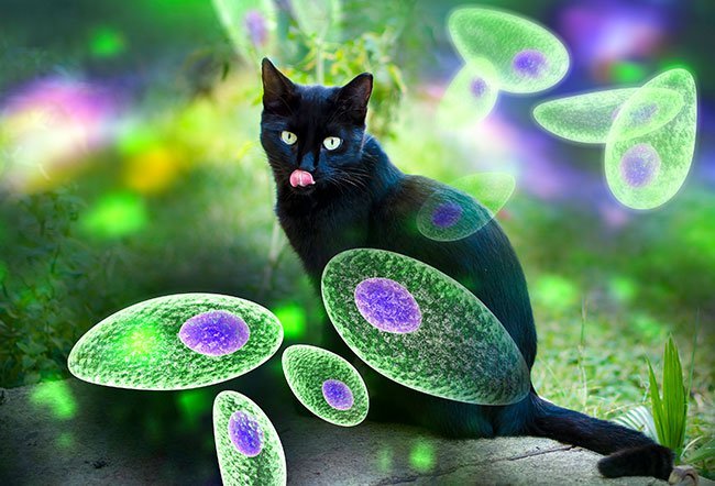 Cats are a common host for Toxoplasma gondii.