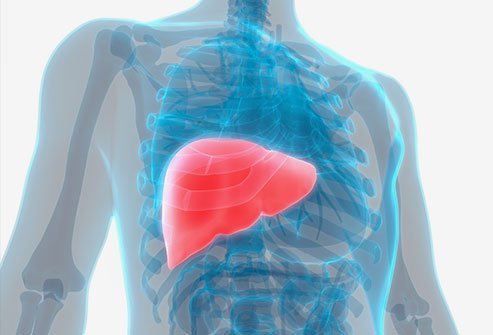 The liver is a vital organ regulating the levels of many substances in the body.