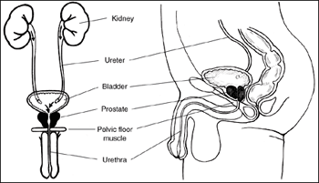 Picture of the male urinary tract, front and side views.