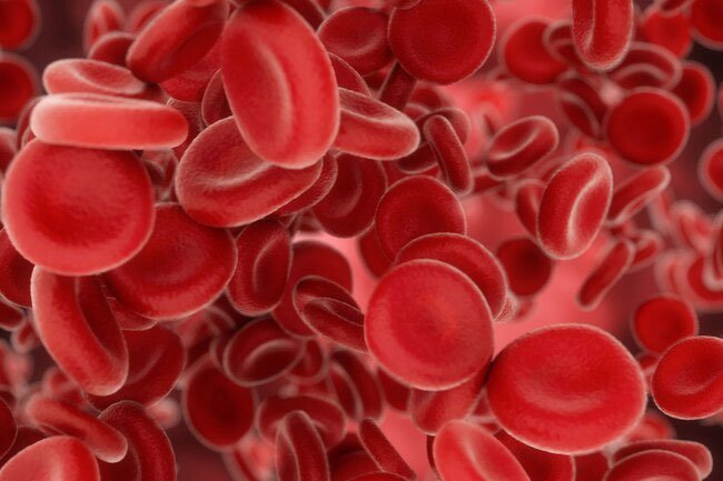 Red blood cells carry life-giving oxygen throughout your body.