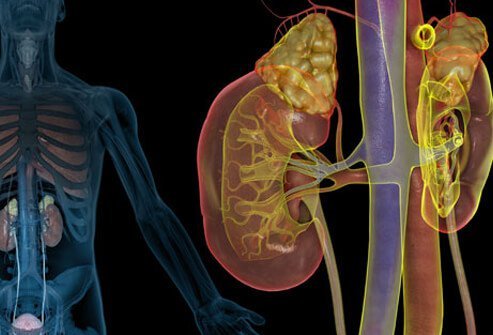 Lupus can affect organ function and cause permanent damage to the lungs, heart, kidneys, and other organs.