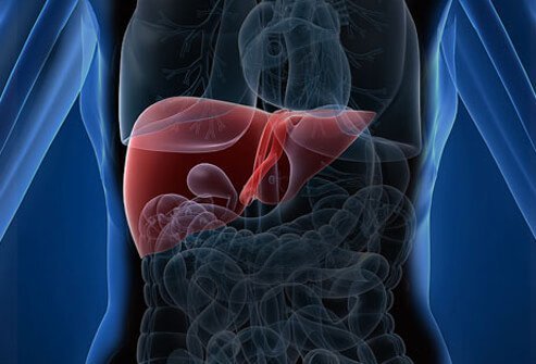 Problems of the digestive system can be caused by disease of the liver or pancreas.