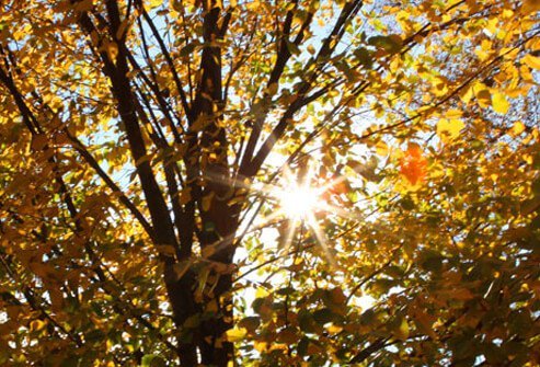 Sensitivity to sun exposure is very common in lupus.