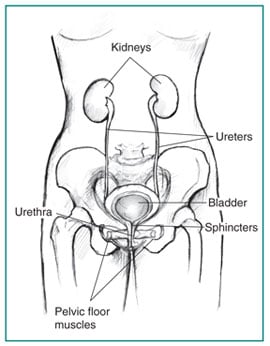 Picture of the front view of the urinary tract