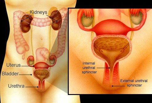 Weak pelvic floor muscles and tissues that support the bladder and urethra causes stress incontinence.