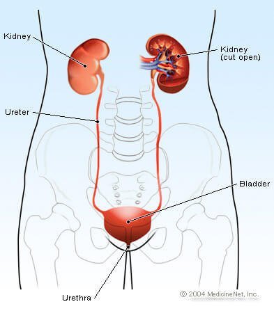 Urothelium