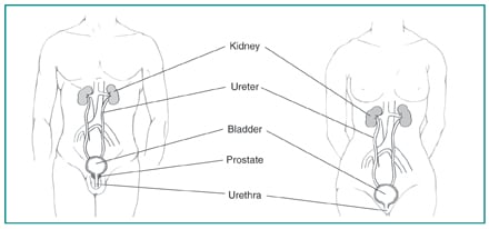 Picture of male and female urinary tracts.