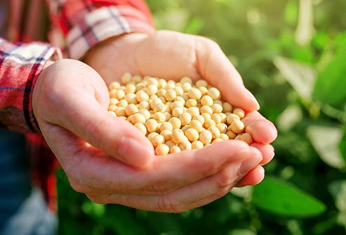 Soybeans are a good vegetarian source of protein.