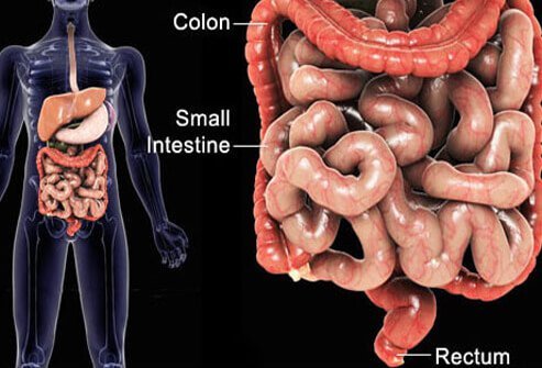 This image shows the anatomy of the GI tract, including the small intestine, colon, and rectum.