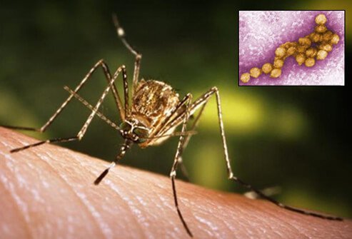 Picture of a mosquito transmitting West Nile virus