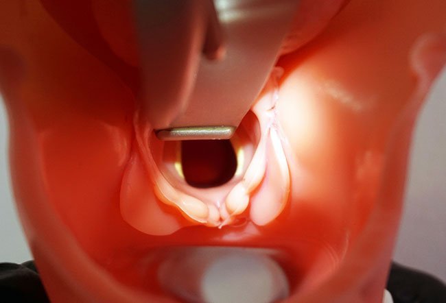 The voice box (larynx) is an essential organ for voice production and pronunciation.