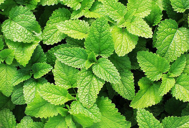 what are the benefits of mint leaves