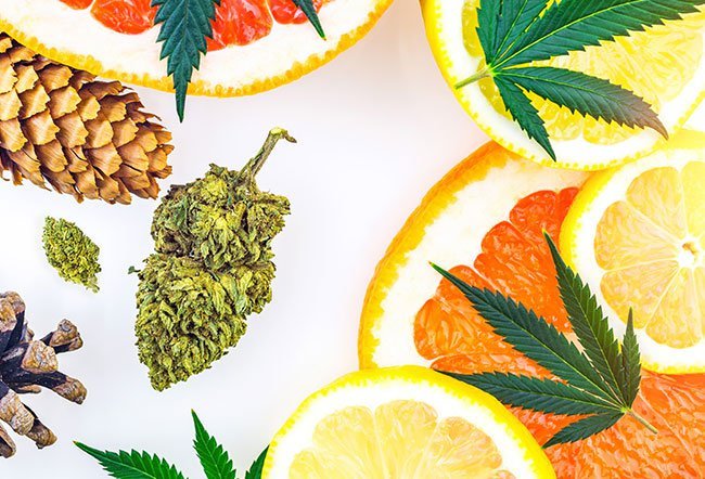 what are terpenes and how do they work