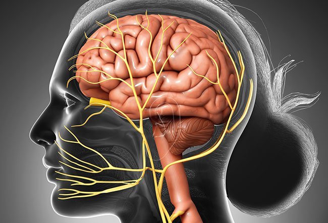 The 12 cranial nerves extend from your brain and brain stem, responsible for helping you control different motor and sensory functions.