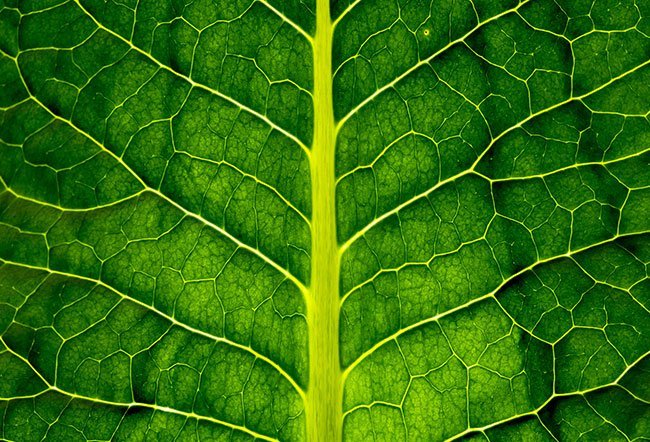 Chlorophyll