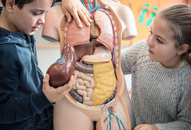 An organ is a collection of tissues that function in a particular manner. The tissue is connected and constructed as a unit to serve a common function. All organs of the body work in sync to form about a dozen organ systems.