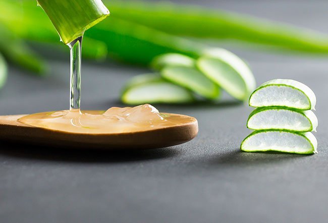 Aloe vera is a cactus-like plant with medicinal properties. Aloe vera benefits include uses in skin treatment, wound healing, diabetes control, treatment of peptic ulcers, oral applications and more.