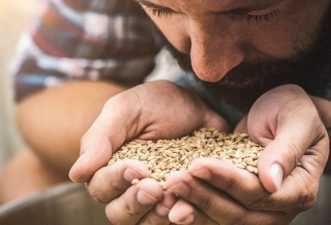 Barley is one of the world's earliest cultivated grains
