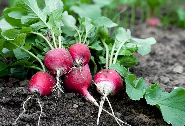 Radish is an edible vegetable root with a pungent, sweet taste.