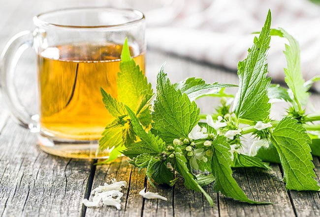 Nettle is a plant best known for the sting of its leaves. 