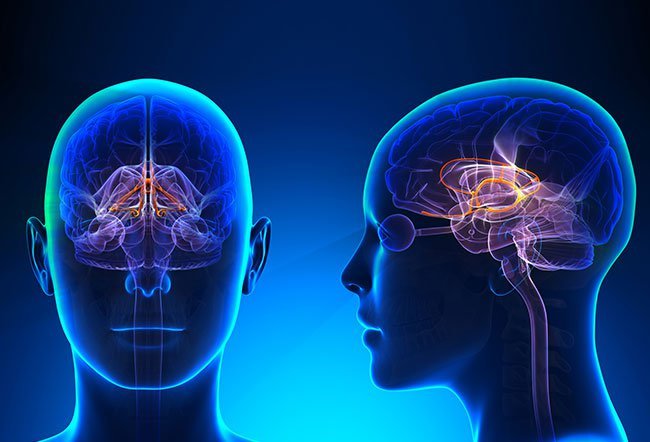 The limbic system is a part of the brain that deals with three major functions