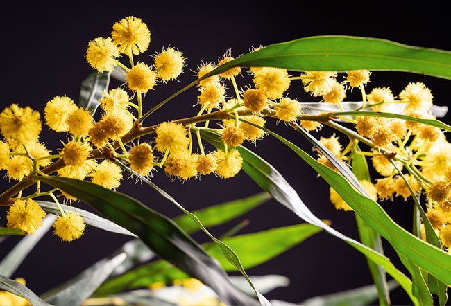 Pollen is a powdery yellow grain that fertilizes other plants of the same species. The only way to know for sure if a person has pollen allergy is to see a board-certified allergist for allergy testing.