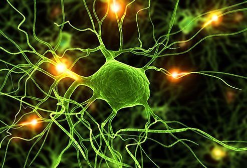 Your autonomic nervous system controls things you do not have to think about, like your breathing, heart rate, blood pressure, body temperature, and sweating.