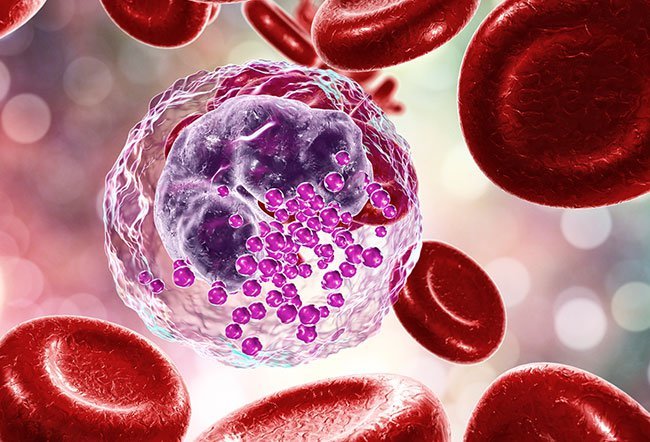 Basophils (type of white blood cell)