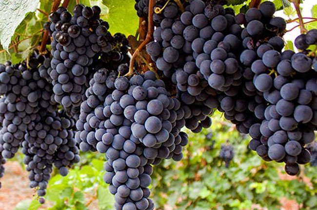 A standard 750-milliliter bottle of wine has 736 grapes, or about 2.6 pounds of fruit.