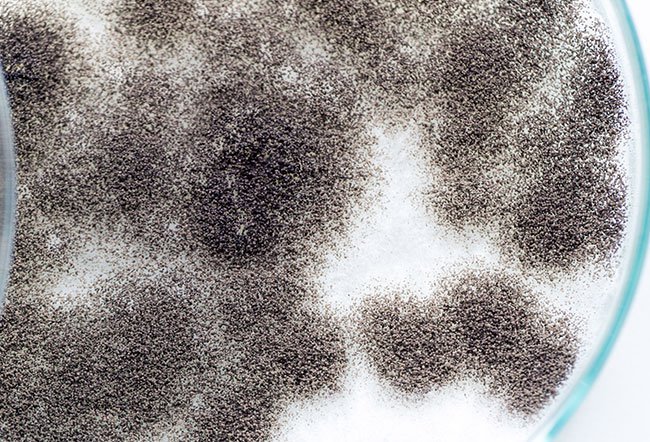 Black mold is one of many molds that can cause allergic symptoms like sneezing, coughing, wheezing, and skin rashes.