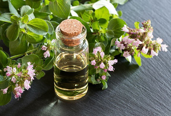 oregano oil benefits
