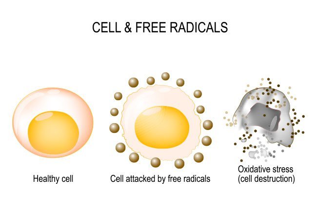what does oxidative stress mean
