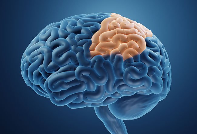 what does the parietal lobe do