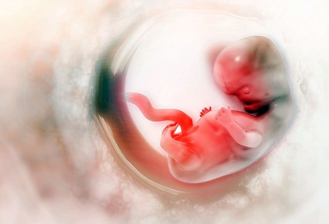 Your baby's embryo will begin to attach to the uterine wall, and the following organs will form.