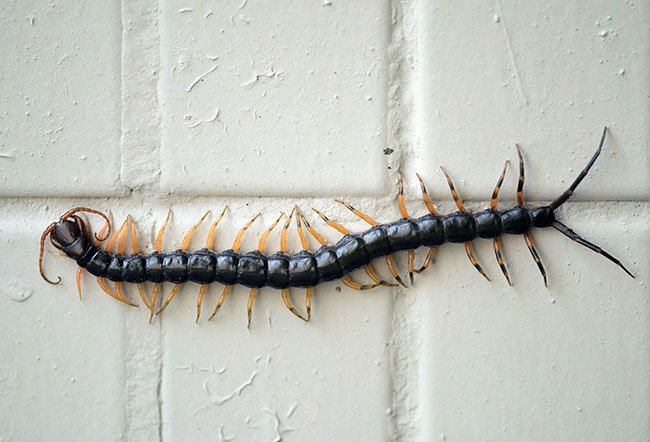 centipedes bites