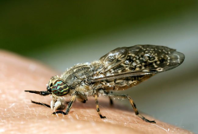 Horseflies, also called the green-headed monsters, are small flying insects.