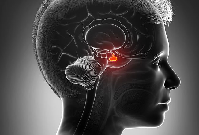 Amygdala may be best known as the part of the brain that drives the fight-or-flight response. 