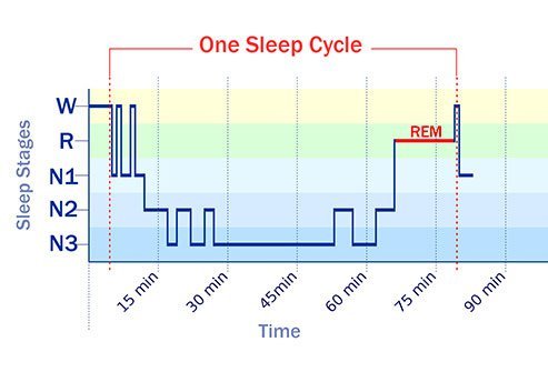 You typically go through all the sleep stages three to five times a night.