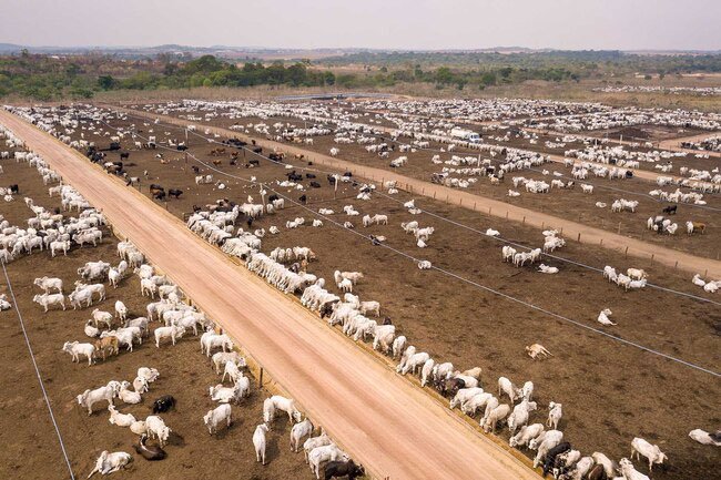 >Replacing meat with plant-based foods lowers carbon and other greenhouse emissions.