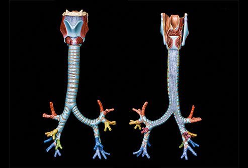 Tracheobronchial sleeve resection is a surgery performed to save a part and function of the lungs, typically for non-small-cell lung cancer.