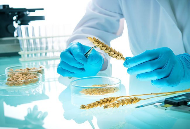 what is bad about GMOs