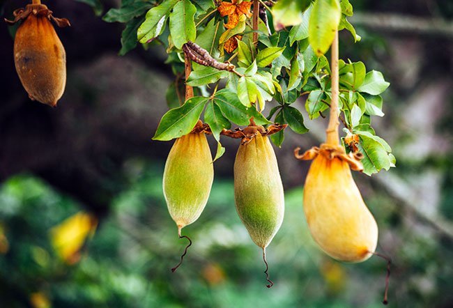 baobab