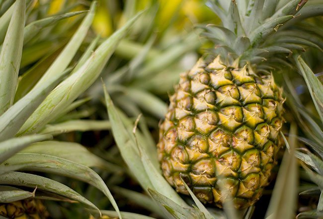 Bromelain is a naturally occurring substance that is derived from pineapples. Bromelain may be good for digestion, removing dead skin cells from burns and reducing inflammation, swelling, muscle soreness, pain and nasal congestion.