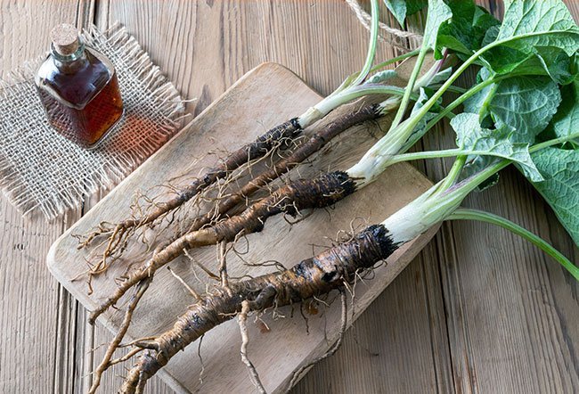 what is burdock root good for