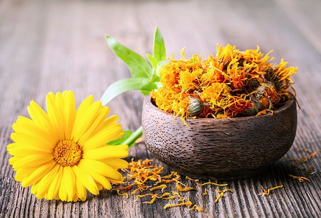 Calendula (marigold) is a genus of an annual plant in the sunflower family. 