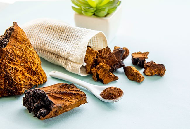 chaga
