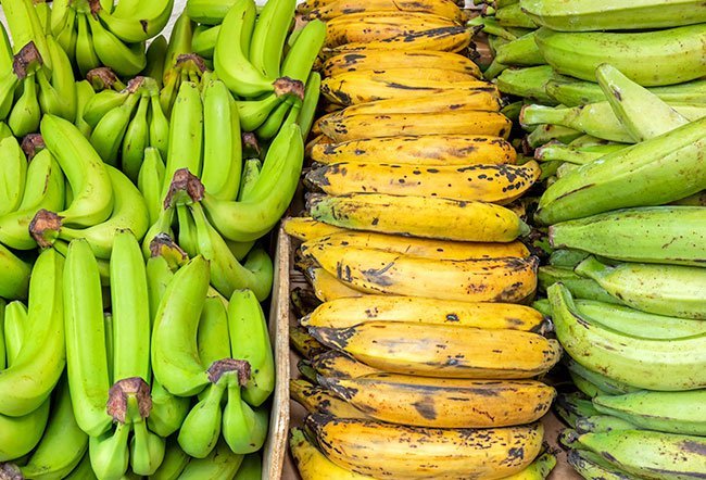 A plantain is generally larger than a banana.