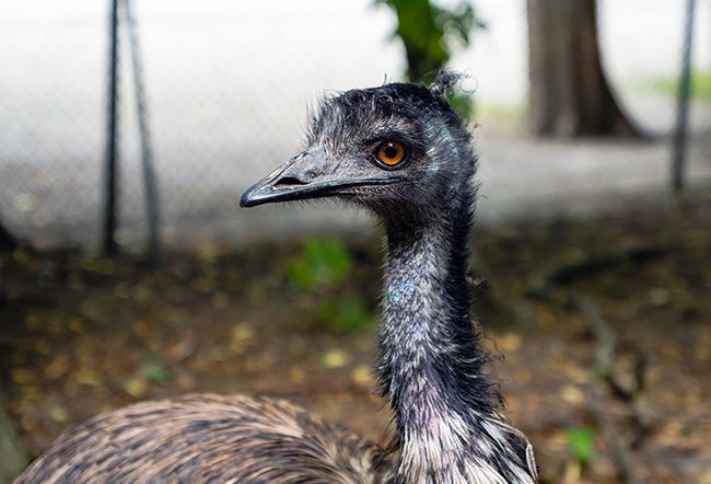 what is emu oil made from