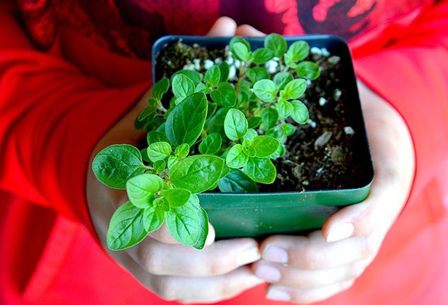 what is oregano oil good for