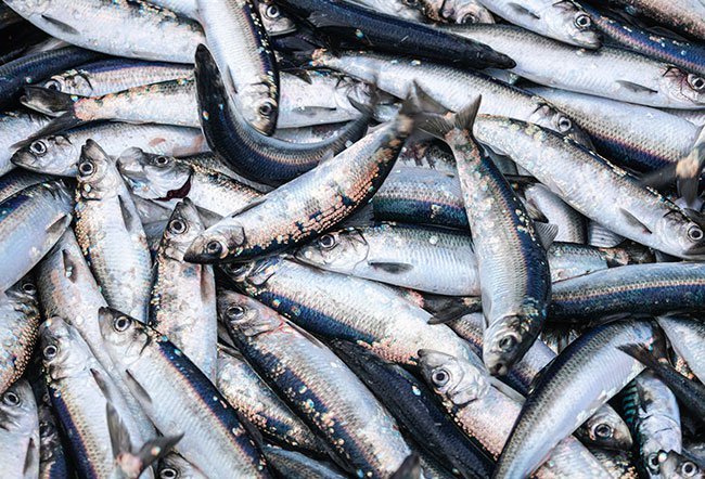 Scombroid food poisoning in fish